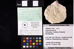 Foto (Objket + Etiketten) von Gastrodorus sp. 